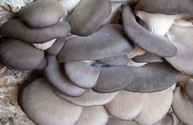 臭氧在蘑菇中应用