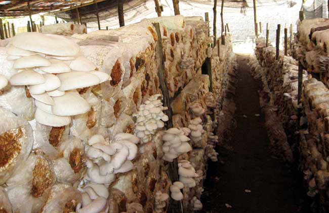 臭氧发生器蘑菇种植