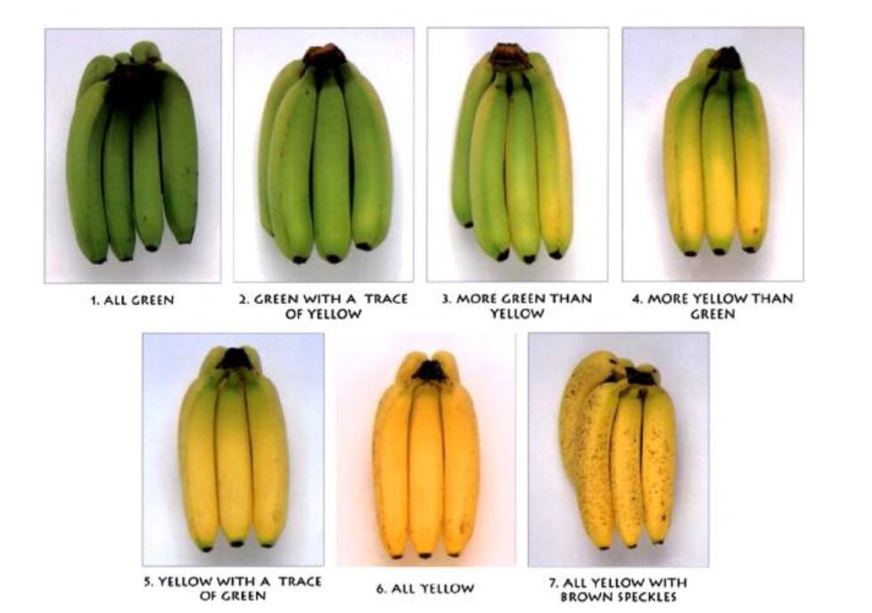 臭氧水清洗处理对香蕉果
