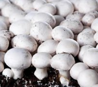 臭氧能用在蘑菇菌培室消