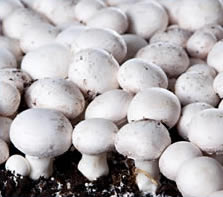 臭氧发生器在蘑菇接种室无菌的应用
