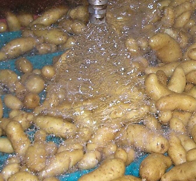 臭氧水喷洒在马铃薯上